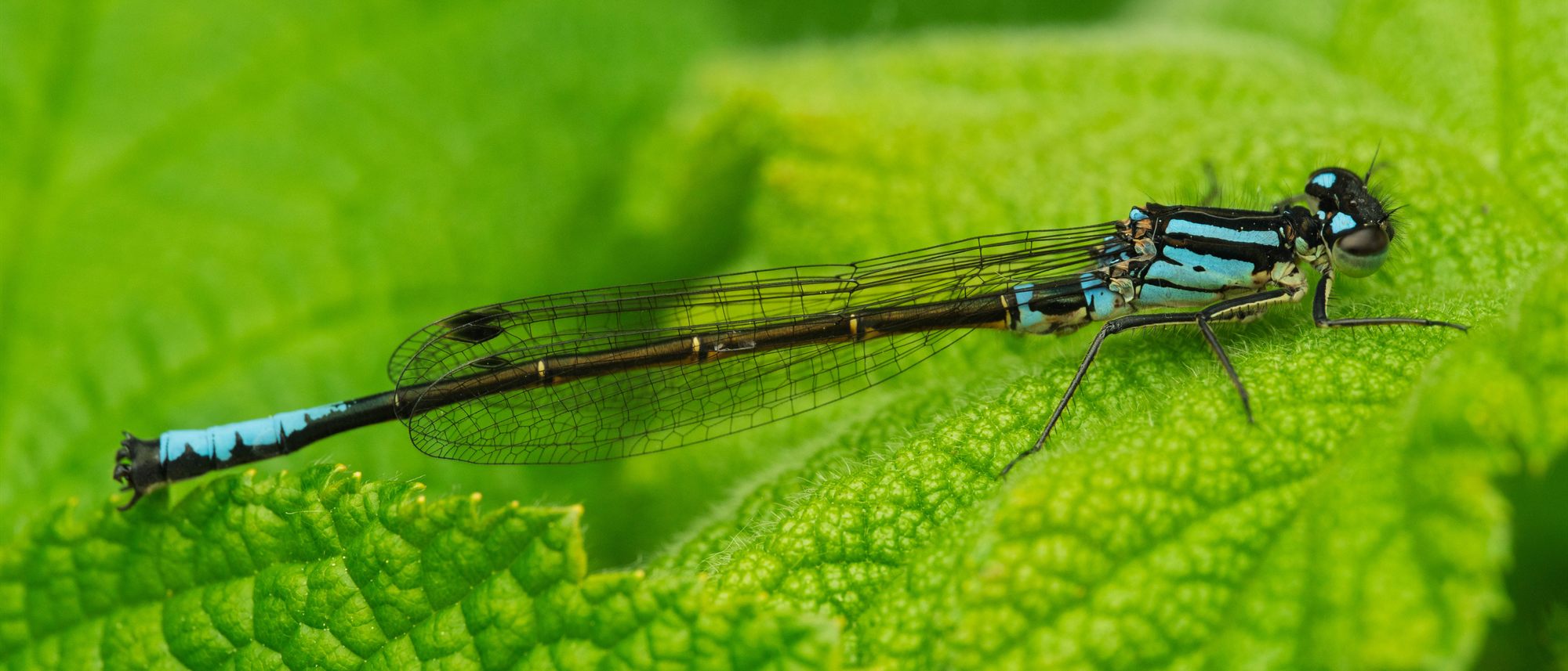 A blue-and-black damselfly resting on a bright green leaf