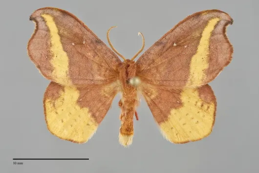 Oreta rosea, a pink and tan hooktip moth specimen